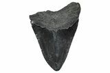 Bargain, Fossil Megalodon Tooth - South Carolina #375816-1